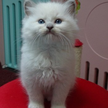 chaton Ragdoll lilac mink Tolstoy Chatterie d'Axellyne