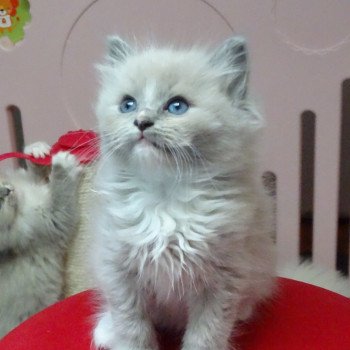 chaton Ragdoll blue mink mitted Tracy Chatterie d'Axellyne