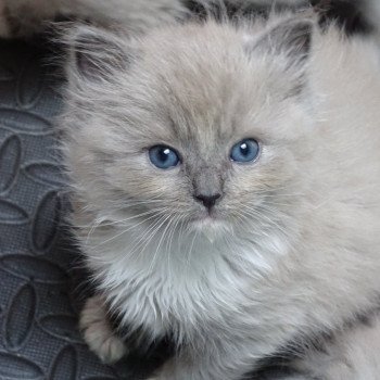 chaton Ragdoll blue mink mitted Taya Chatterie d'Axellyne