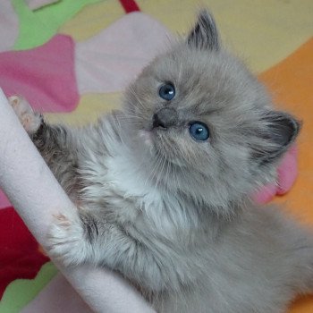 chaton Ragdoll blue mink mitted Taya Chatterie d'Axellyne