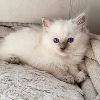chaton Ragdoll lilac point mitted Chatterie d'Axellyne