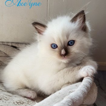 chaton Ragdoll chocolate point mitted Chatterie d'Axellyne