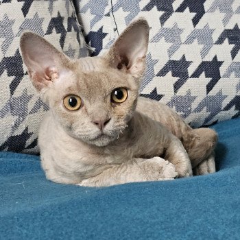 chaton Devon Rex lilac Violette Chatterie d'Axellyne