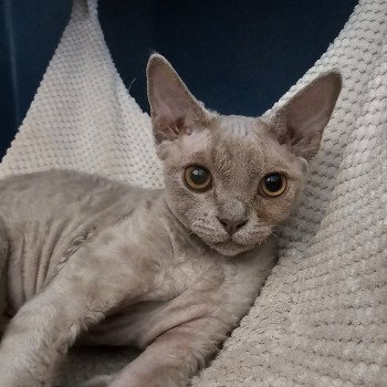 chaton Devon Rex lilac Violette Chatterie d'Axellyne