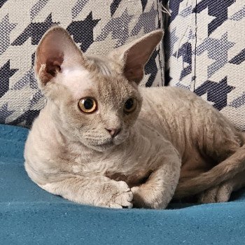 chaton Devon Rex lilac Violette Chatterie d'Axellyne