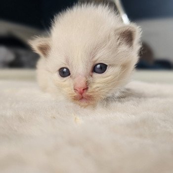 chaton Ragdoll lilac mink Rose foncé Chatterie d'Axellyne