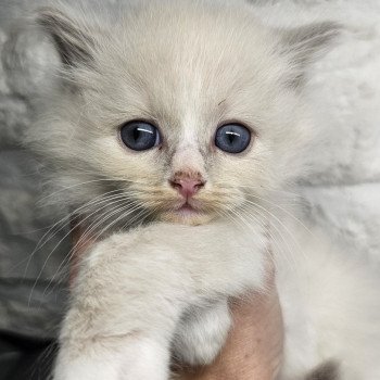 chaton Ragdoll lilac mink mitted Woody Chatterie d'Axellyne