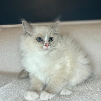 chaton Ragdoll lilac mink mitted Woody Chatterie d'Axellyne