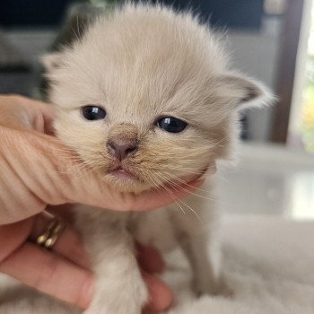 chaton Ragdoll blue mink 🔴 Chatterie d'Axellyne