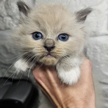 chaton Ragdoll blue mink mitted Vyktor Chatterie d'Axellyne