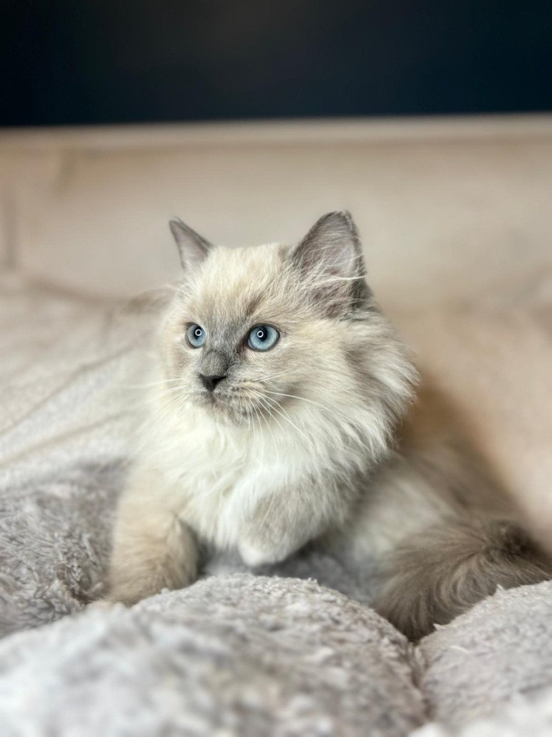 Vyktor Mâle Ragdoll