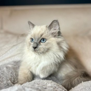 chaton Ragdoll blue mink mitted Vyktor Chatterie d'Axellyne