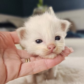 chaton Ragdoll 🔵 Chatterie d'Axellyne