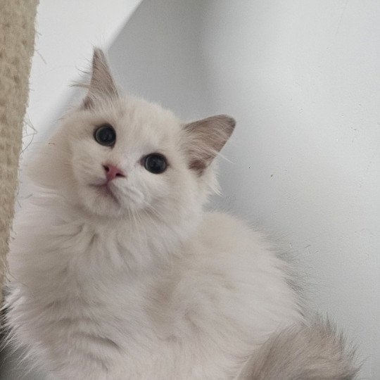 Yéti Mâle Ragdoll