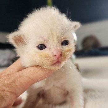 chaton Ragdoll 💚 Chatterie d'Axellyne