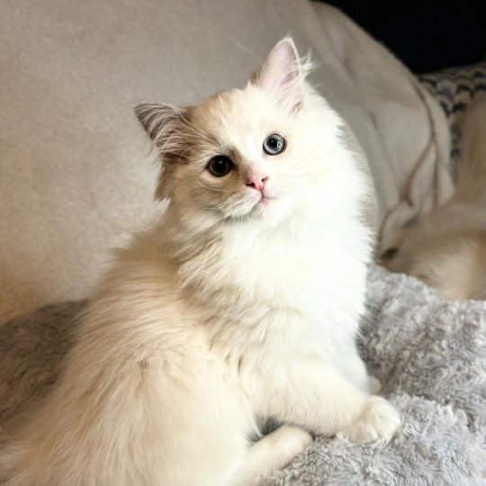 Valentyno Mâle Ragdoll
