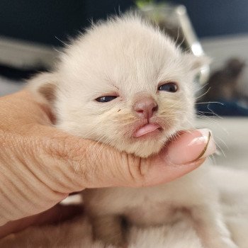 chaton Ragdoll 🩷🟣 Chatterie d'Axellyne