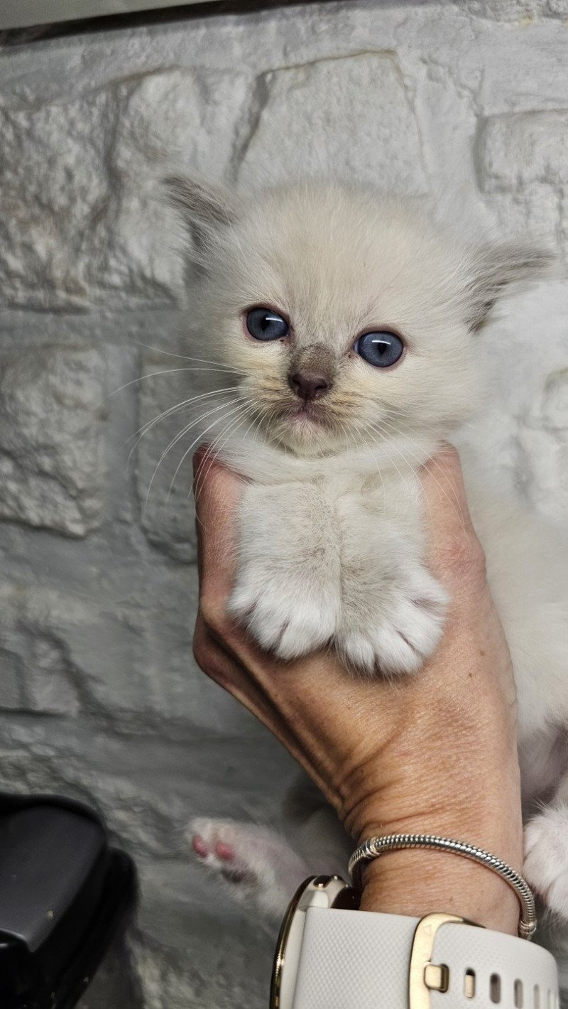 Valeryo Mâle Ragdoll