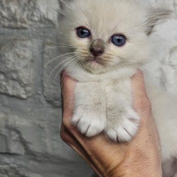 chaton Ragdoll lilac mink mitted 🧡 Chatterie d'Axellyne