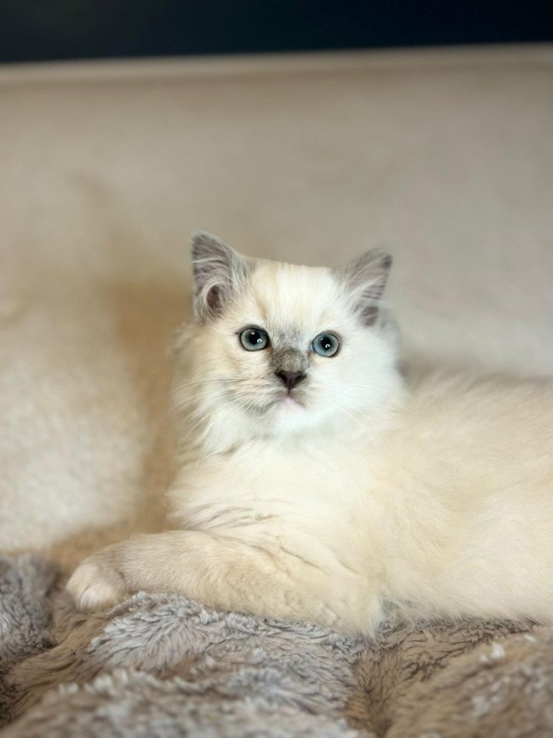 Valeryo Mâle Ragdoll