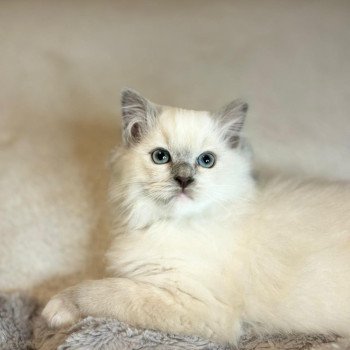 chaton Ragdoll lilac mink mitted Valeryo Chatterie d'Axellyne