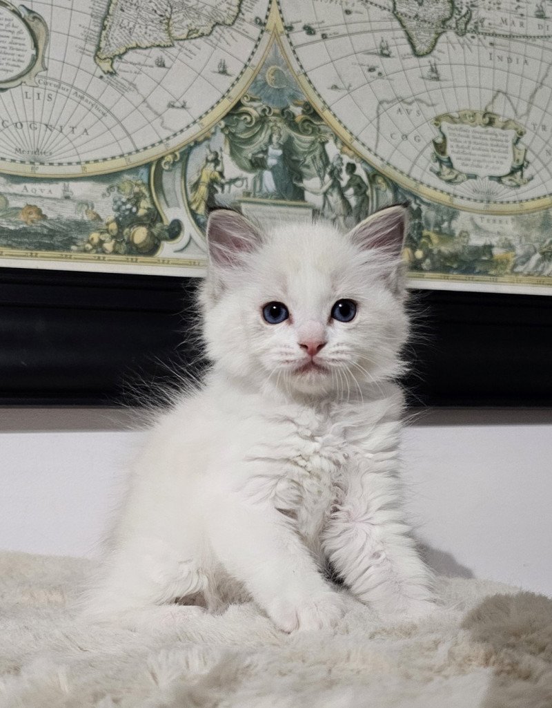 Aupalyne Femelle Ragdoll Aupalyne Femelle Ragdoll
