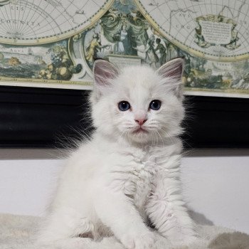 chaton Ragdoll seal tabby point bicolor Argent Chatterie d'Axellyne chaton Ragdoll seal tabby point bicolor Argent Chatterie d'Axellyne