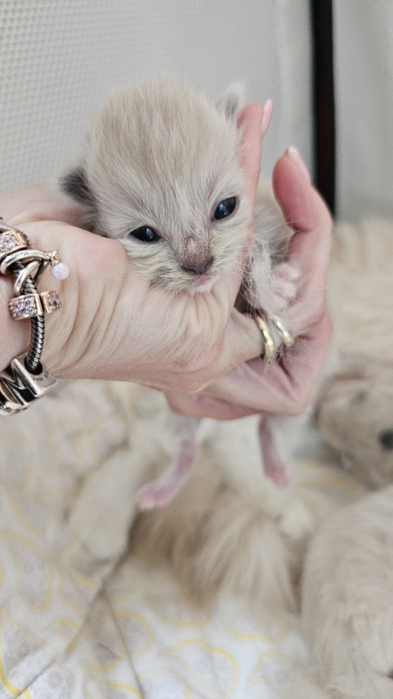 A2 Femelle Ragdoll
