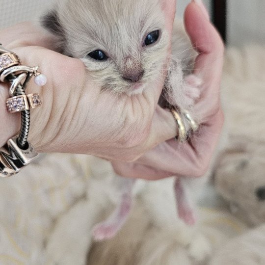 A2 Femelle Ragdoll