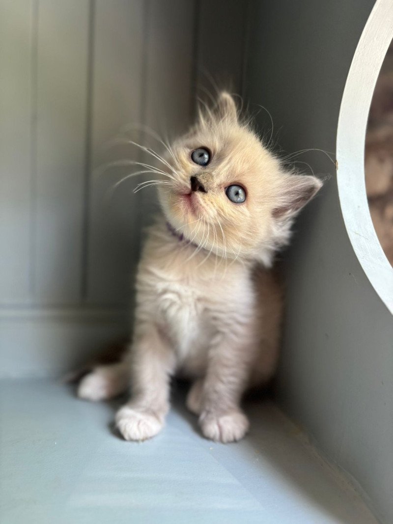 AYLIZE Femelle Ragdoll