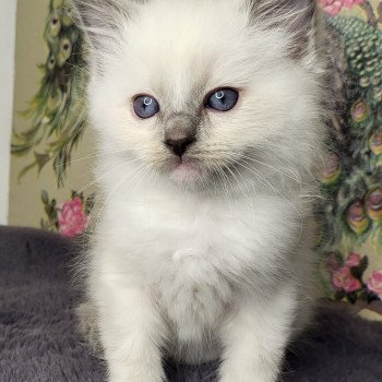 chaton Ragdoll blue point mitted Rouge Chatterie d'Axellyne