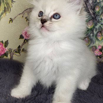 chaton Ragdoll blue tabby point mitted Bleu Chatterie d'Axellyne