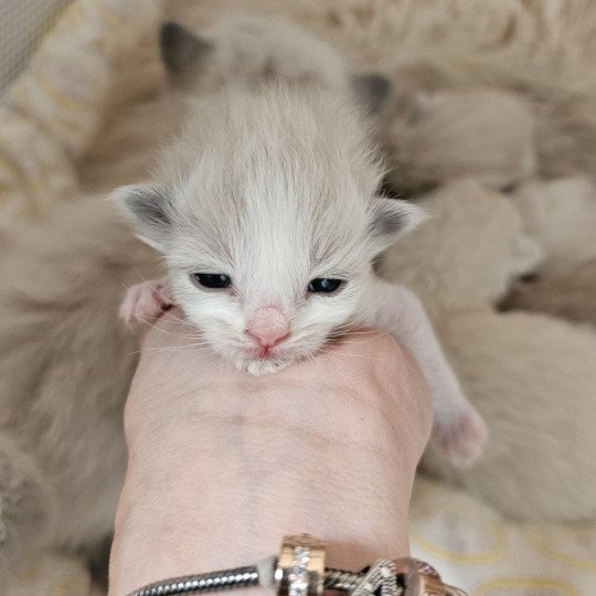 A4 Femelle Ragdoll