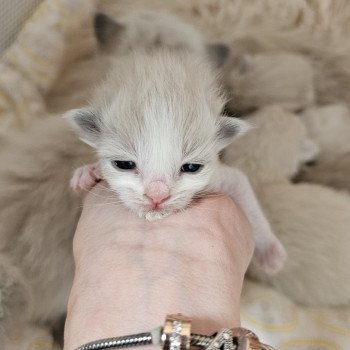 chaton Ragdoll Blue bico petit Chatterie d'Axellyne chaton Ragdoll Blue bico petit Chatterie d'Axellyne