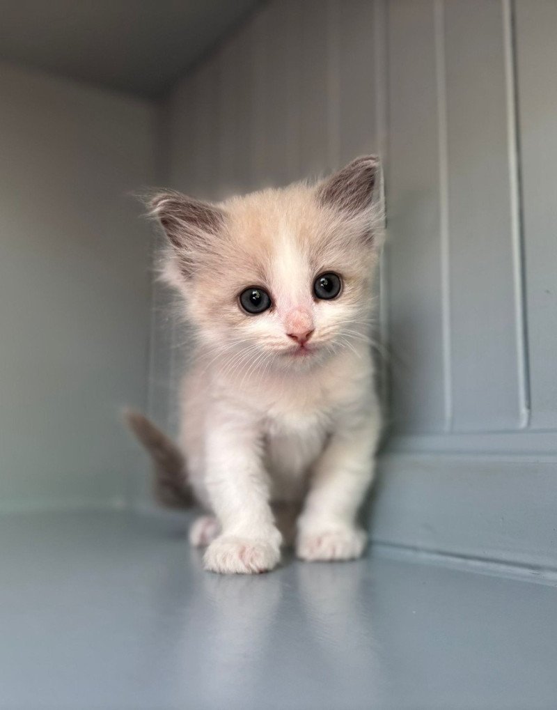 ATYLA Femelle Ragdoll