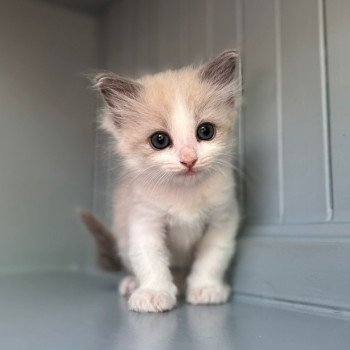 chaton Ragdoll ATYLA Chatterie d'Axellyne chaton Ragdoll ATYLA Chatterie d'Axellyne