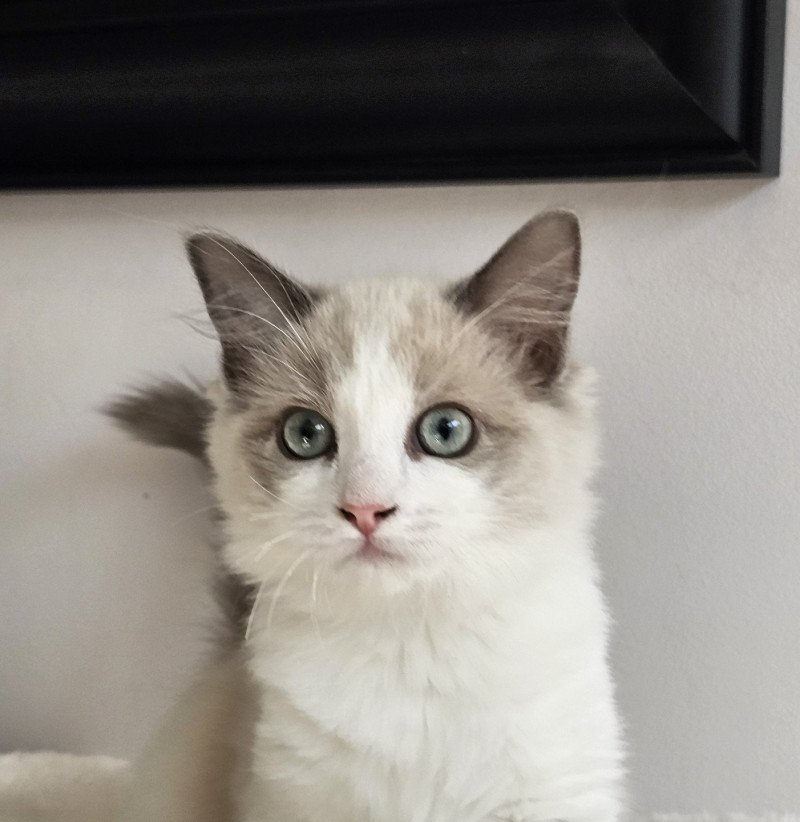 ATYLA Femelle Ragdoll