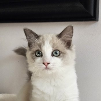 chaton Ragdoll blue mink & blanc ATYLA Chatterie d'Axellyne