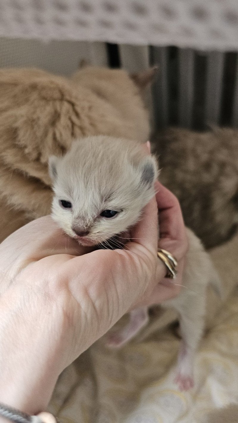 A1 Femelle Ragdoll