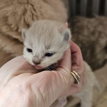 chaton Ragdoll Blue bico Chatterie d'Axellyne chaton Ragdoll Blue bico Chatterie d'Axellyne