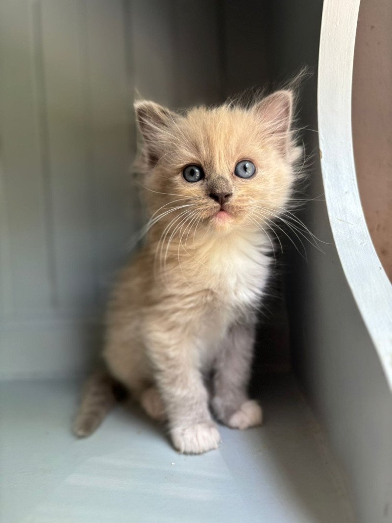 ARYANE Femelle Ragdoll