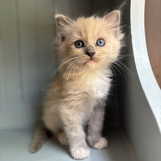 ARYANE Femelle Ragdoll