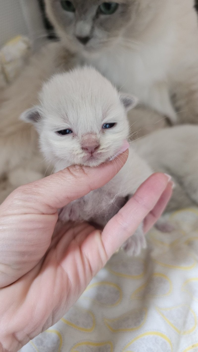 A3 Femelle Ragdoll