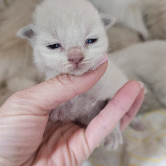 A3 Femelle Ragdoll