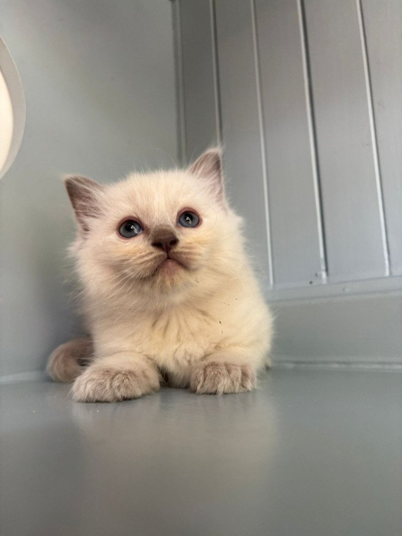 ABBY Femelle Ragdoll