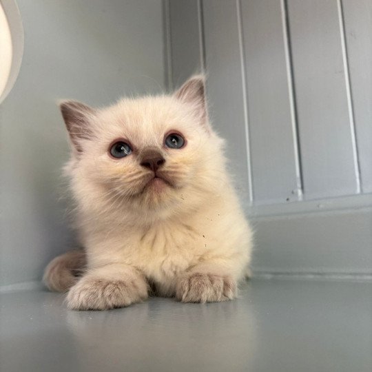 ABBY Femelle Ragdoll
