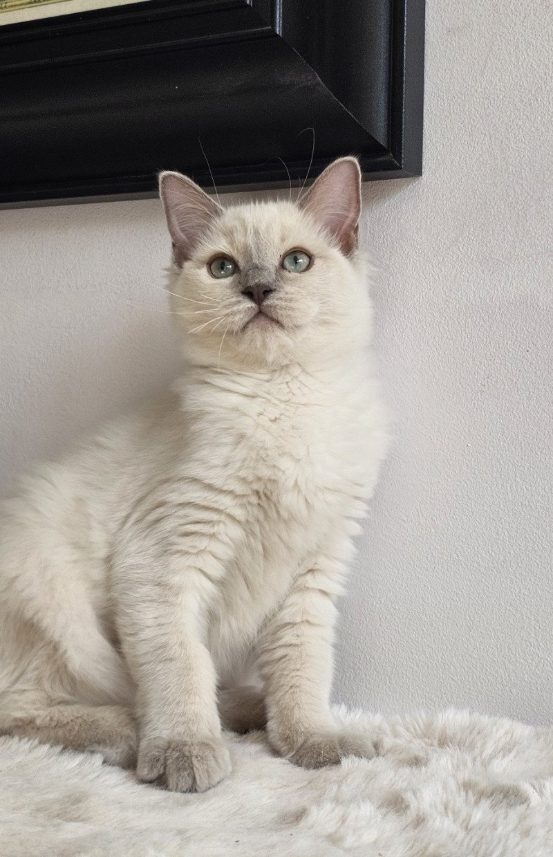 ABBY Femelle Ragdoll