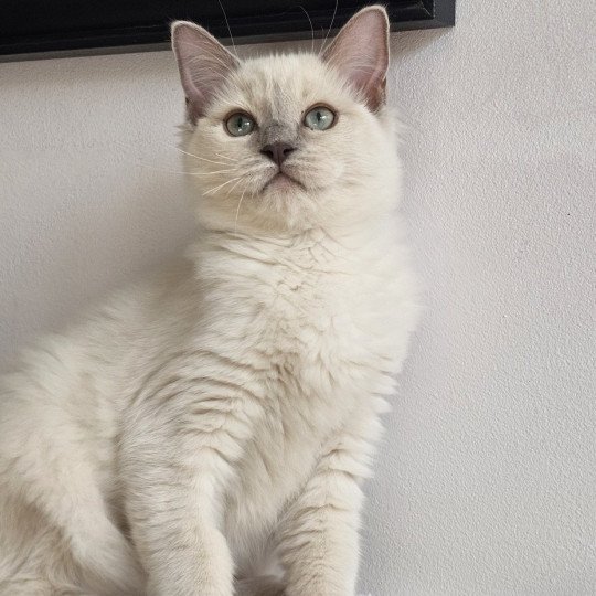 ABBY Femelle Ragdoll