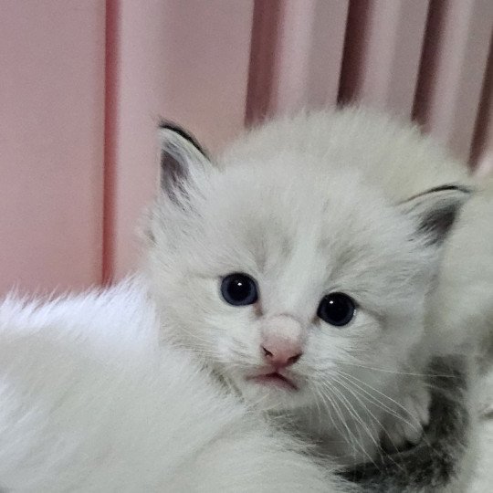 Noir Mâle Ragdoll