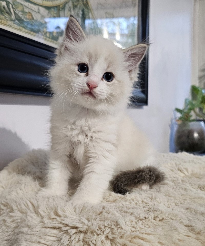 Arystote Mâle Ragdoll Arystote Mâle Ragdoll